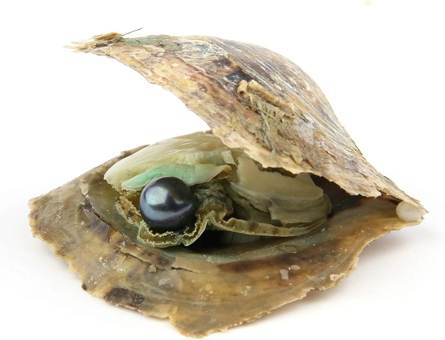 4PCS Saltwater Akoya Cultured Pearl Oyster with round Pearl (6.5-7.5Mm) inside J