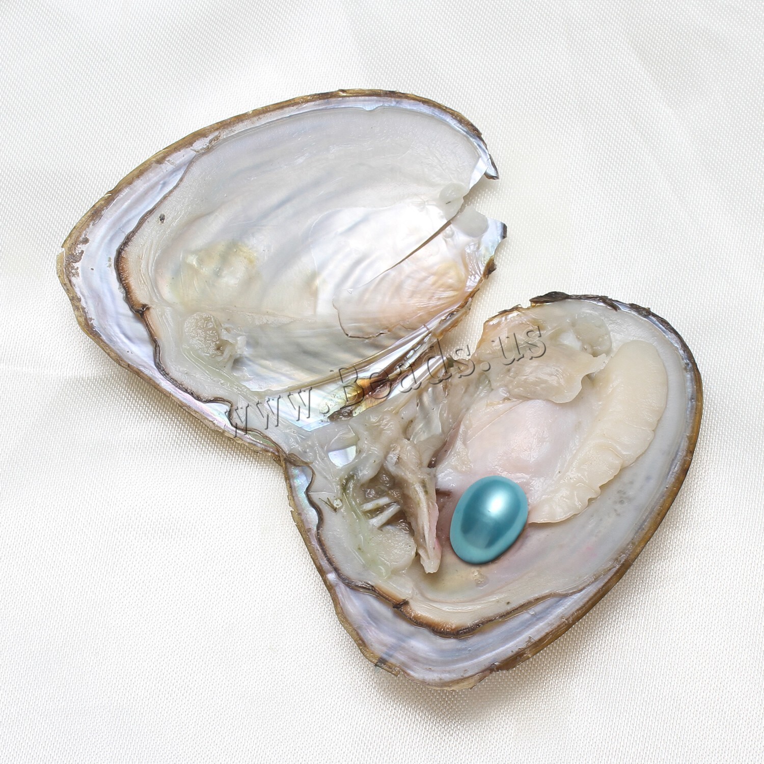 50x Akoya Fresh Oysters with Pearls Freshwater Pearl Individually Wrapped Gifts
