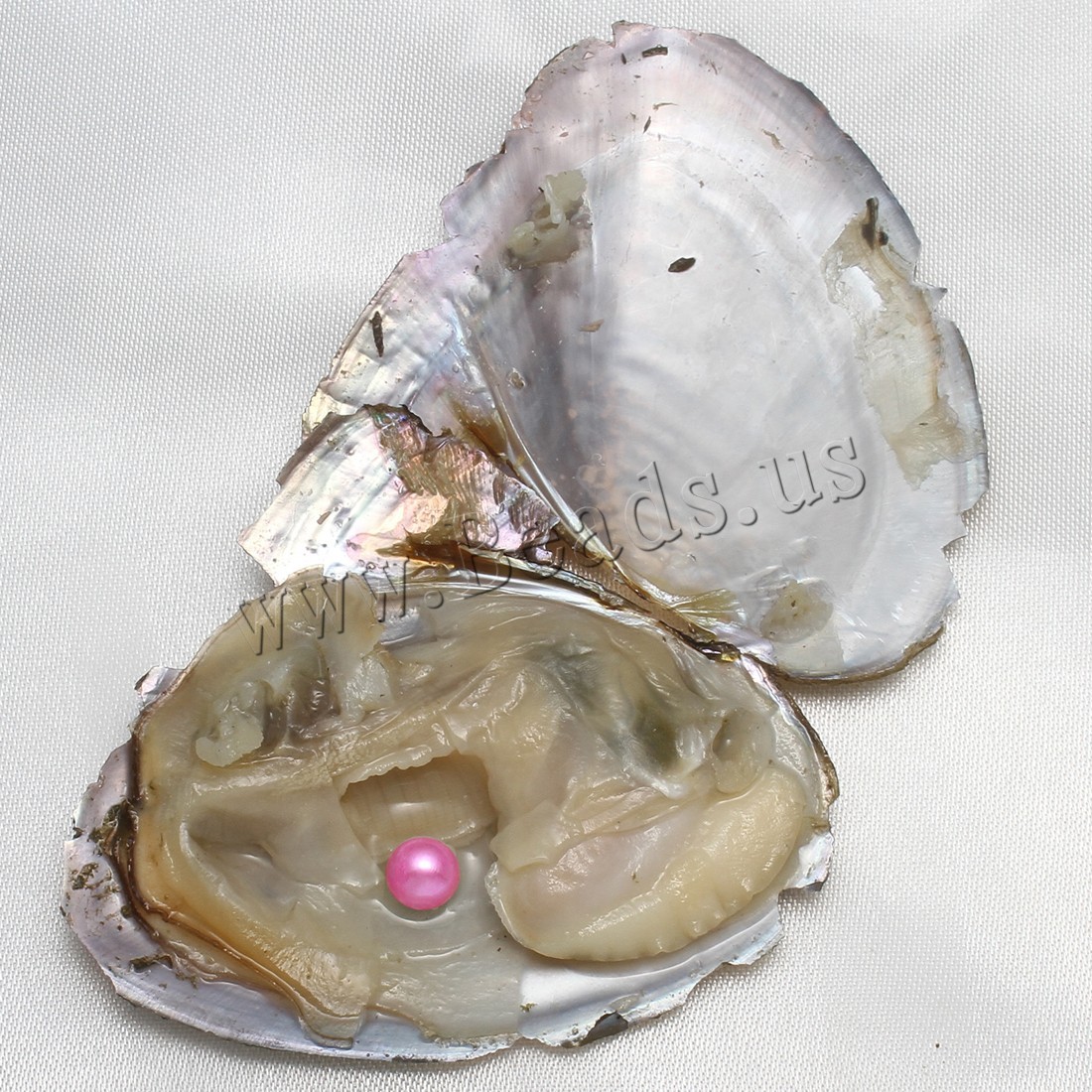 10pcs Natural Akoya Pearl Oysters Real Pearl Freshwater Pearl 7-8mm Holiday Gift