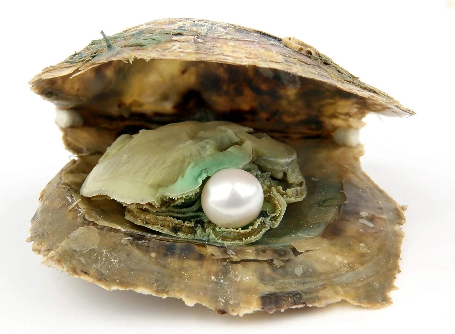 4PCS Saltwater Akoya Cultured Pearl Oyster with round Pearl (6.5-7.5Mm) inside J
