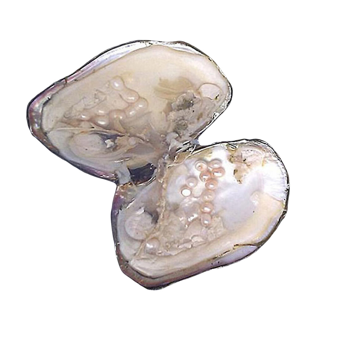 Big Natural Freshwater Cultured Pearl Oyster With 5-7mm 25 Pearls Vacuum Pack