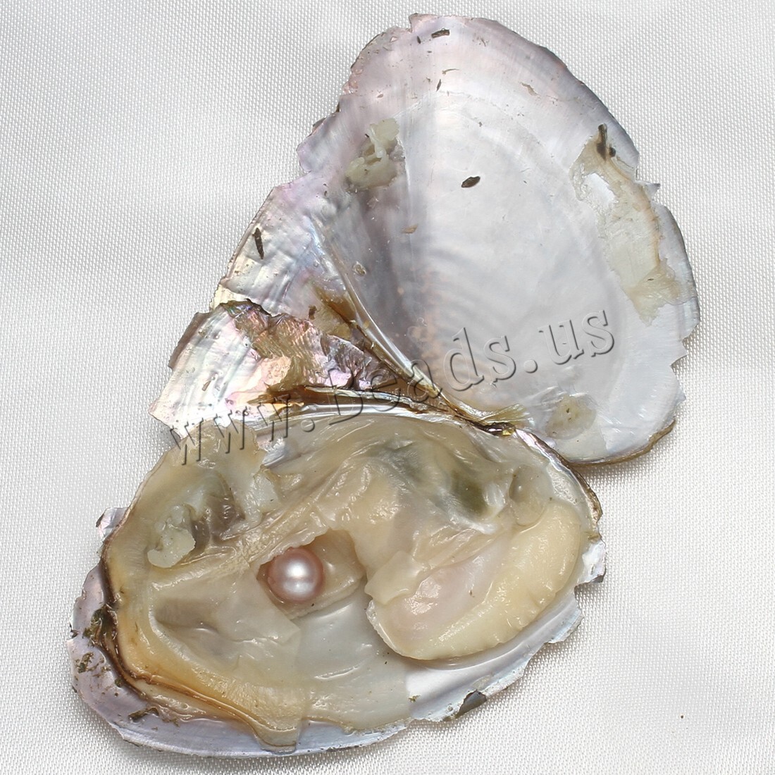 10PCS Natural Pearl Akoya Oysters Individually Wrapped w/ Cultured Bulk 7-8mm