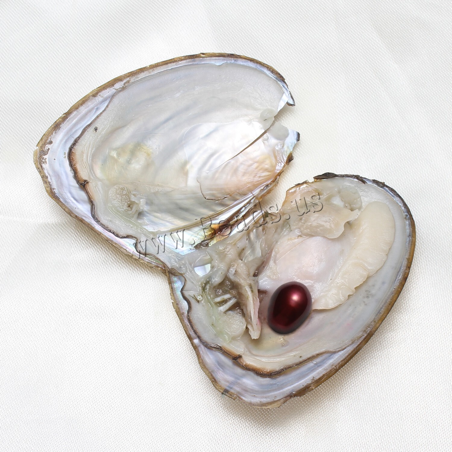 50x Akoya Fresh Oysters with Pearls Freshwater Pearl Individually Wrapped Gifts