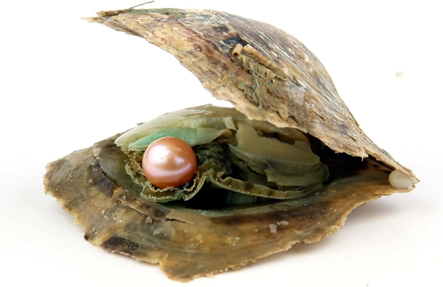 4PCS Saltwater Akoya Cultured Pearl Oyster with round Pearl (6.5-7.5Mm) inside J