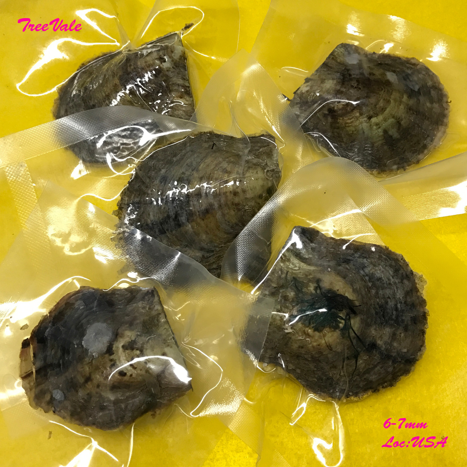 Five Individually Wrapped Akoya Oysters with SMALL 6-7mm Pearls