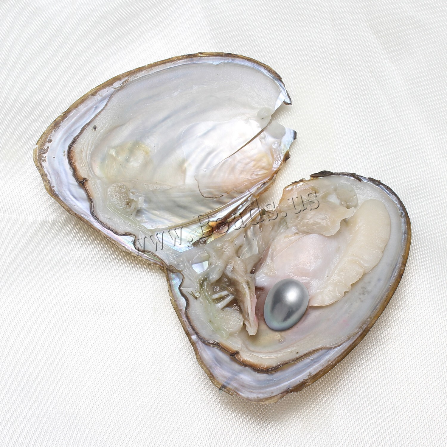 50x Akoya Fresh Oysters with Pearls Freshwater Pearl Individually Wrapped Gifts