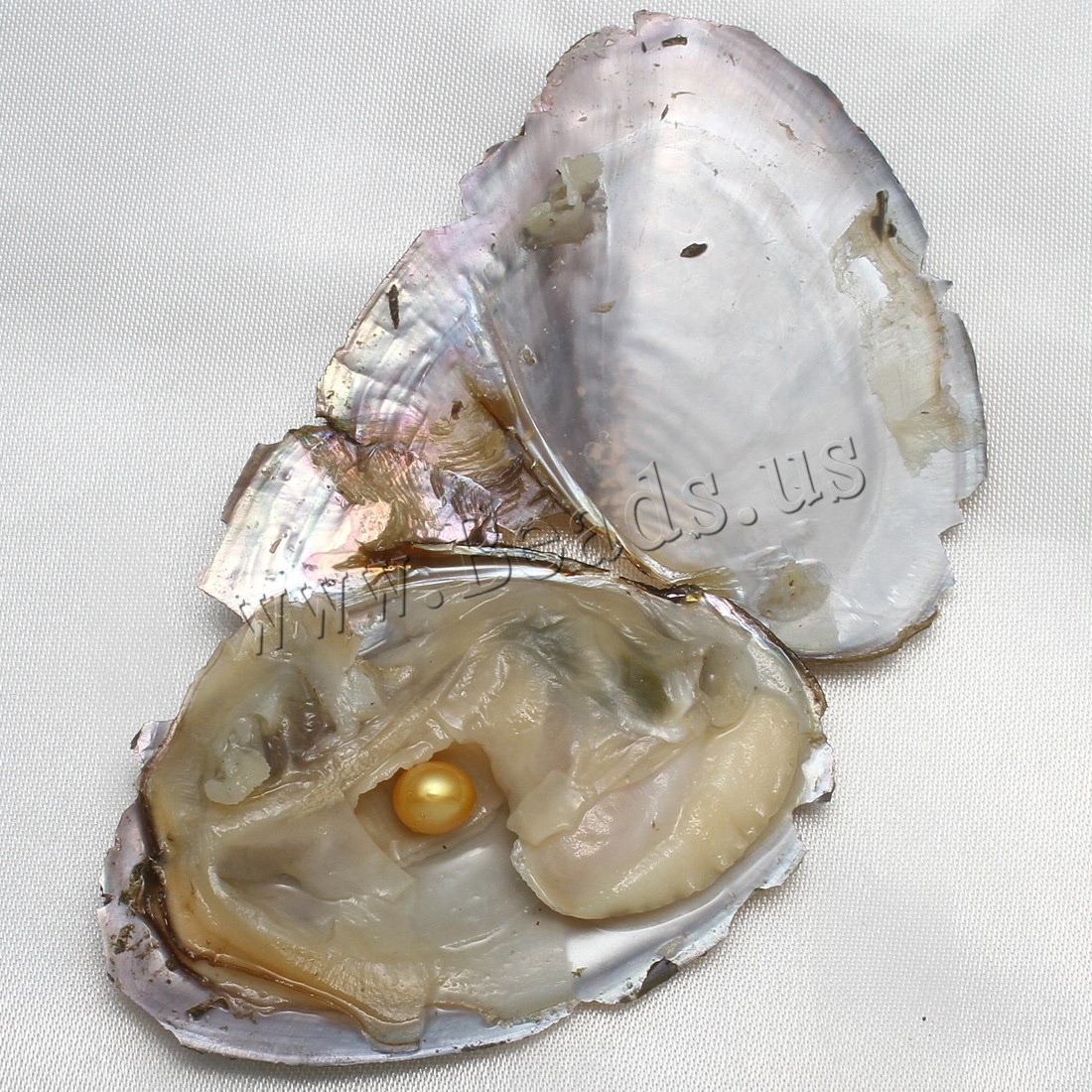 10pcs Natural Akoya Pearl Oysters Real Pearl Freshwater Pearl 7-8mm Holiday Gift