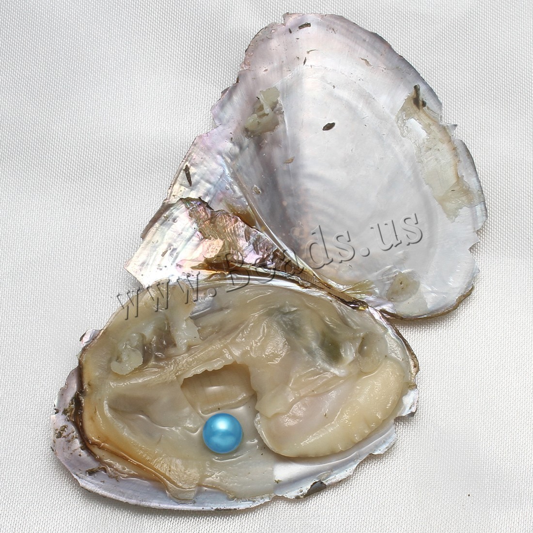 10pcs Natural Akoya Pearl Oysters Real Pearl Freshwater Pearl 7-8mm Holiday Gift