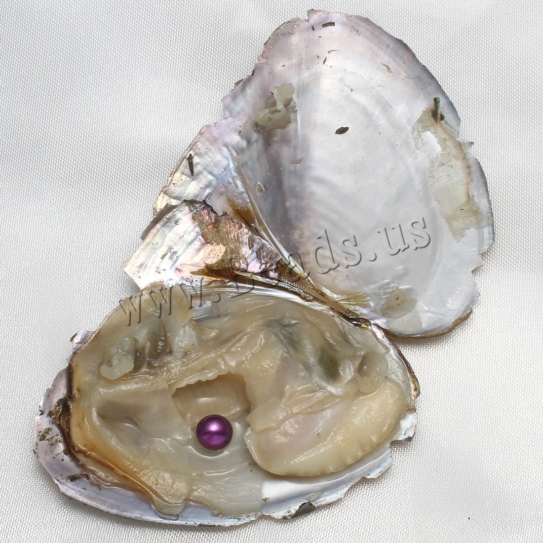 10pcs Natural Akoya Pearl Oysters Real Pearl Freshwater Pearl 7-8mm Holiday Gift