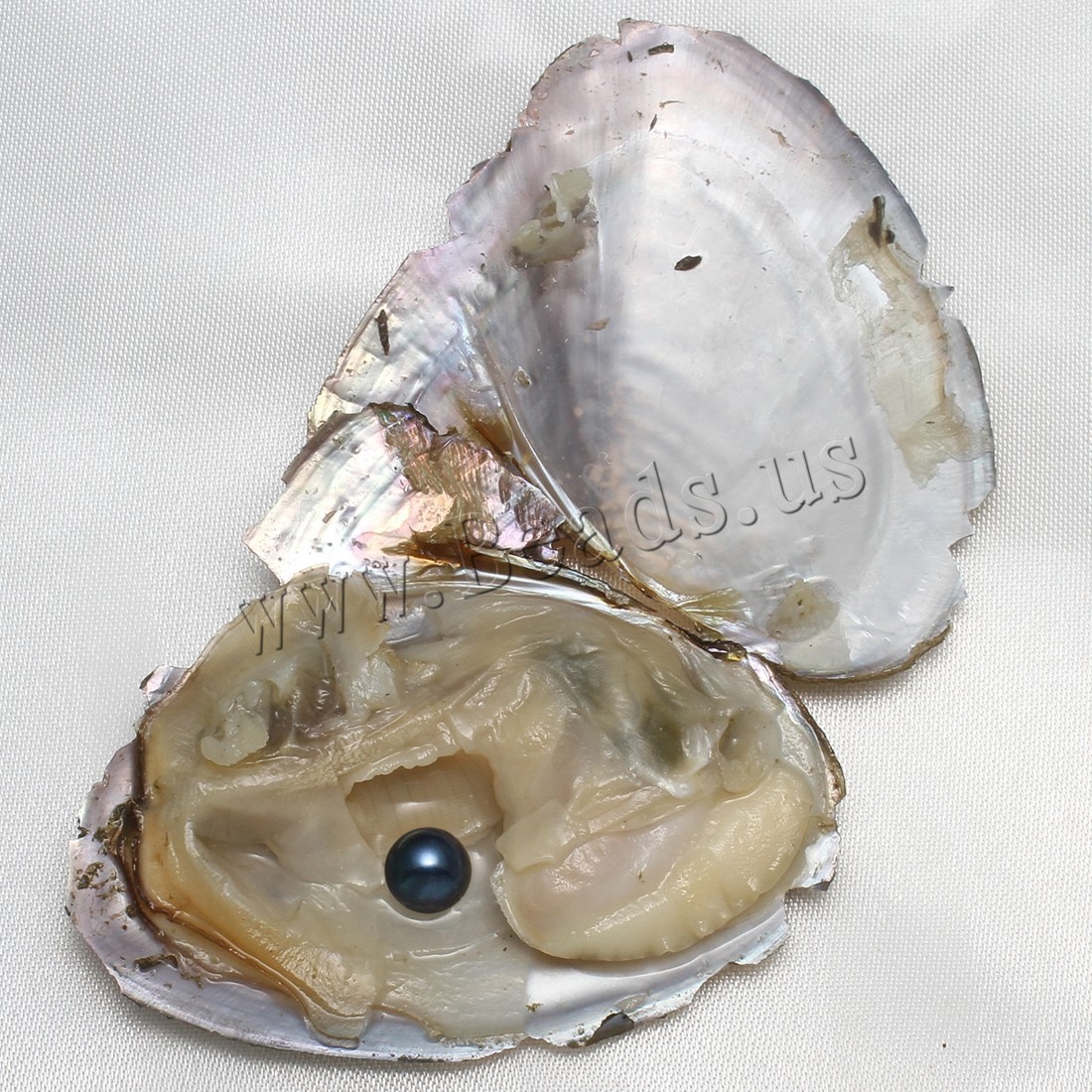 10pcs Natural Akoya Pearl Oysters Real Pearl Freshwater Pearl 7-8mm Holiday Gift