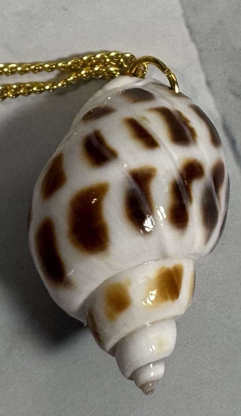 Natural Brown & White Conch Shell Pendant On Golden Chain Made By 927 Designs