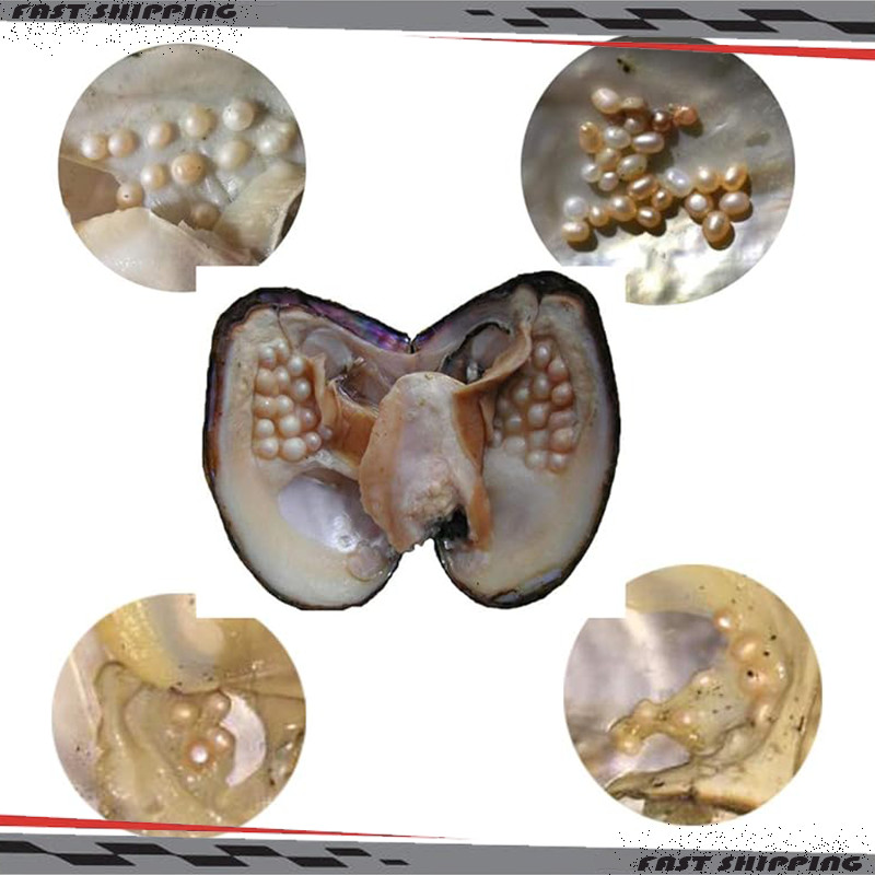 Big Natural Freshwater Cultured Pearl Oyster With 5-7mm 25 Pearls Vacuum Pack