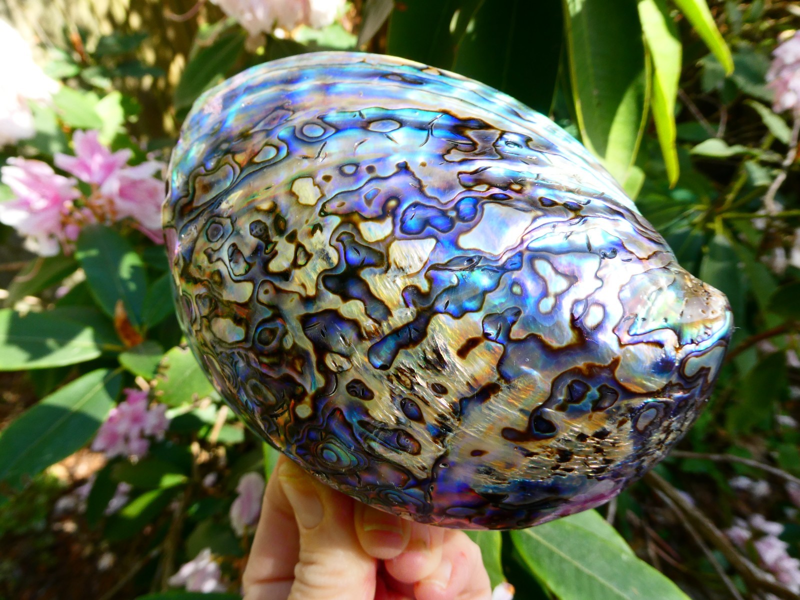 New Zealand Abalone Paua Shell Maori Koru Pendant 18″/46cm Black Cord Necklace