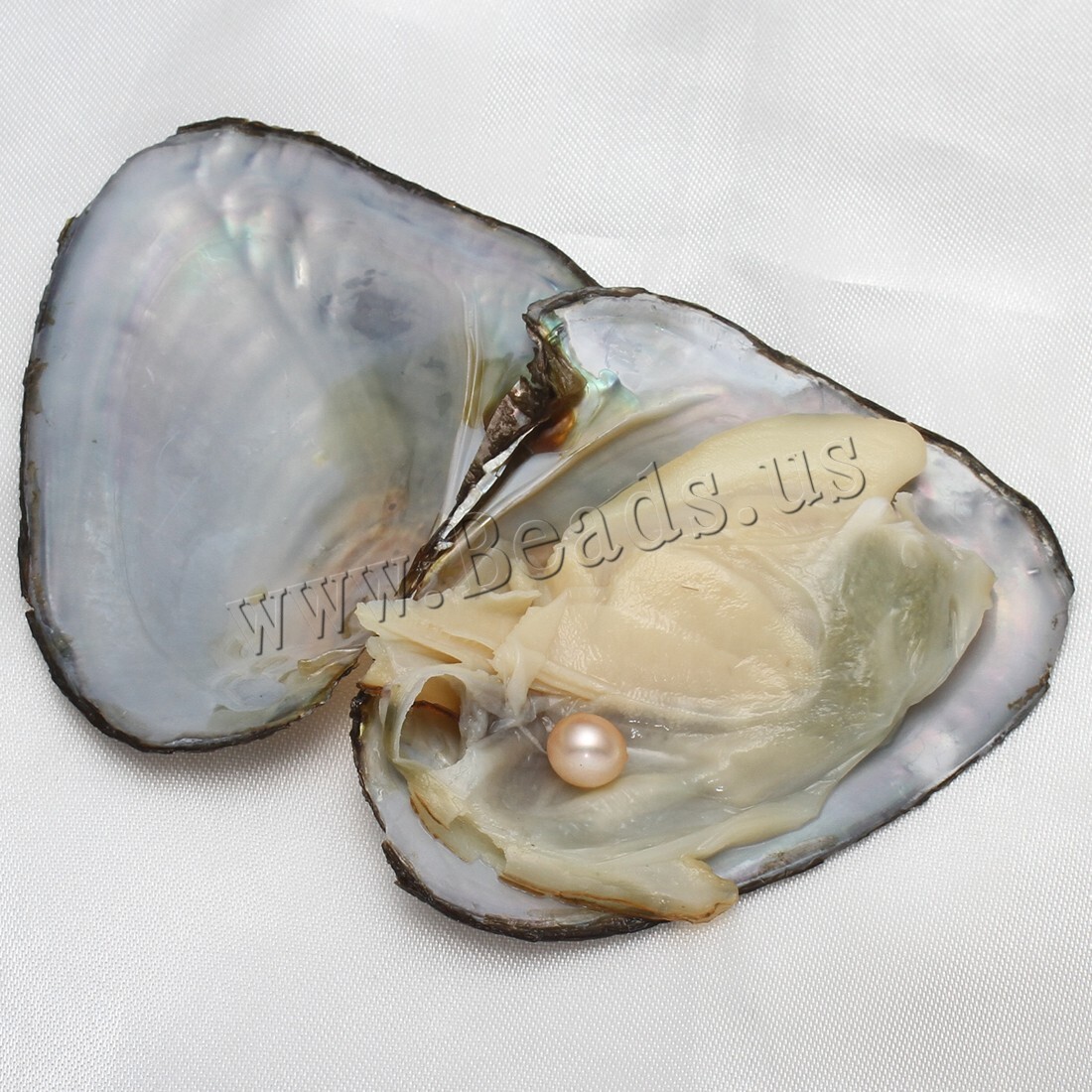 10PCS Natural Pearl Akoya Oysters Individually Wrapped w/ Cultured Bulk 7-8mm