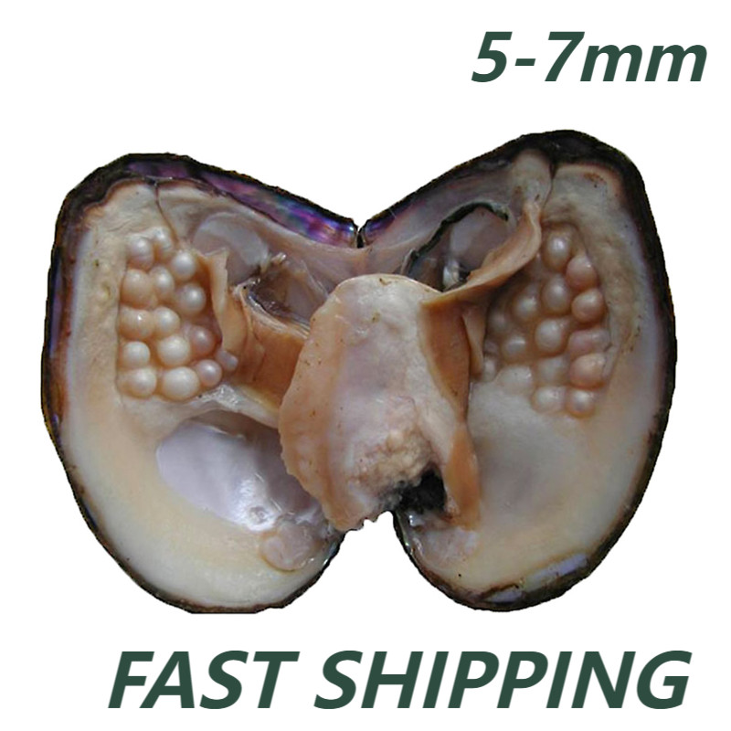 Big Natural Freshwater Cultured Pearl Oyster With 5-7mm 25 Pearls Vacuum Pack