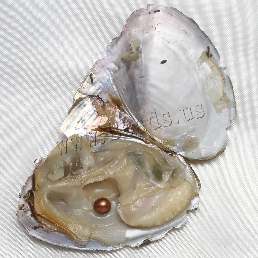 10pcs Natural Akoya Pearl Oysters Real Pearl Freshwater Pearl 7-8mm Holiday Gift