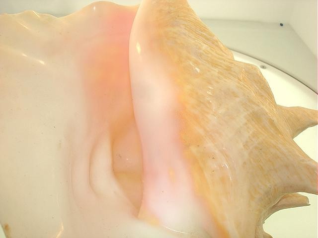 40MM CARVED PINK CONCH SHELL MOTHER OF PEARL HAWAIIAN PLUMERIA LEATHER NECKLACE