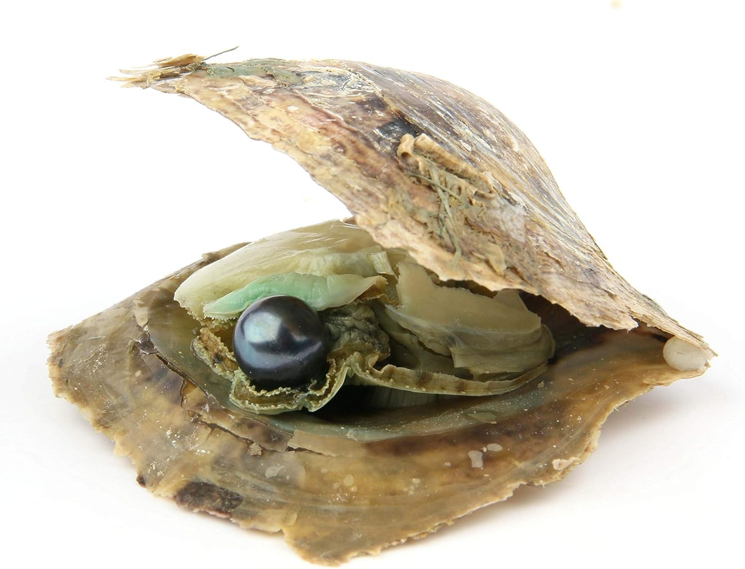 4PCS Saltwater Akoya Cultured Pearl Oyster with round Pearl (6.5-7.5Mm) inside J