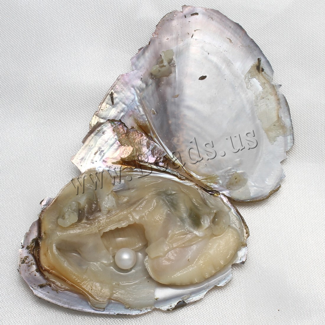 10PCS Natural Pearl Akoya Oysters Individually Wrapped w/ Cultured Bulk 7-8mm