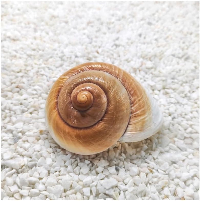 Really Shell Witch Costume Accessory – Adult Natural Big Conch Pendant Necklace