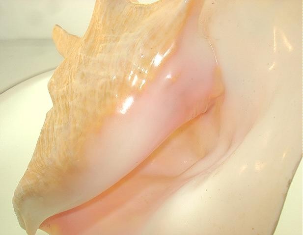 40MM CARVED PINK CONCH SHELL MOTHER OF PEARL HAWAIIAN PLUMERIA LEATHER NECKLACE