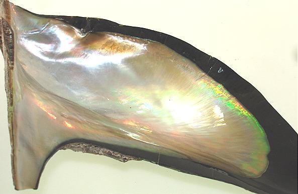 17mm Contemporary Australian Black-Lip Mother of Pearl Shell Crystal Bar Pendant