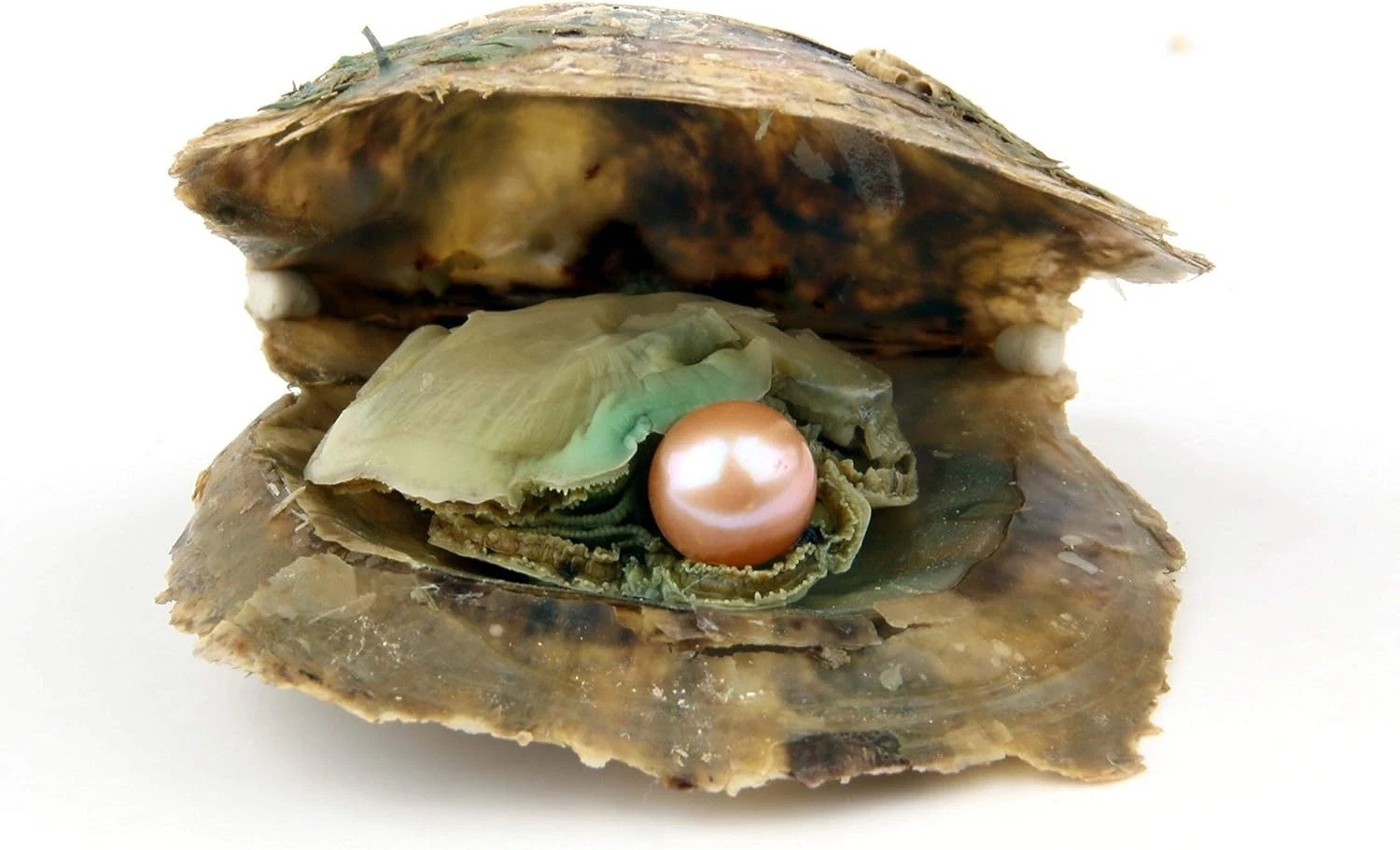 4PCS Saltwater Akoya Cultured Pearl Oyster with round Pearl (6.5-7.5Mm) inside J